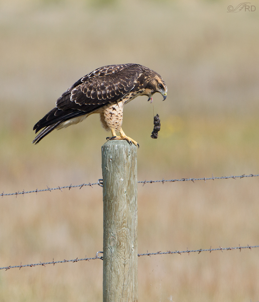 Swainson's Hawk-pellet