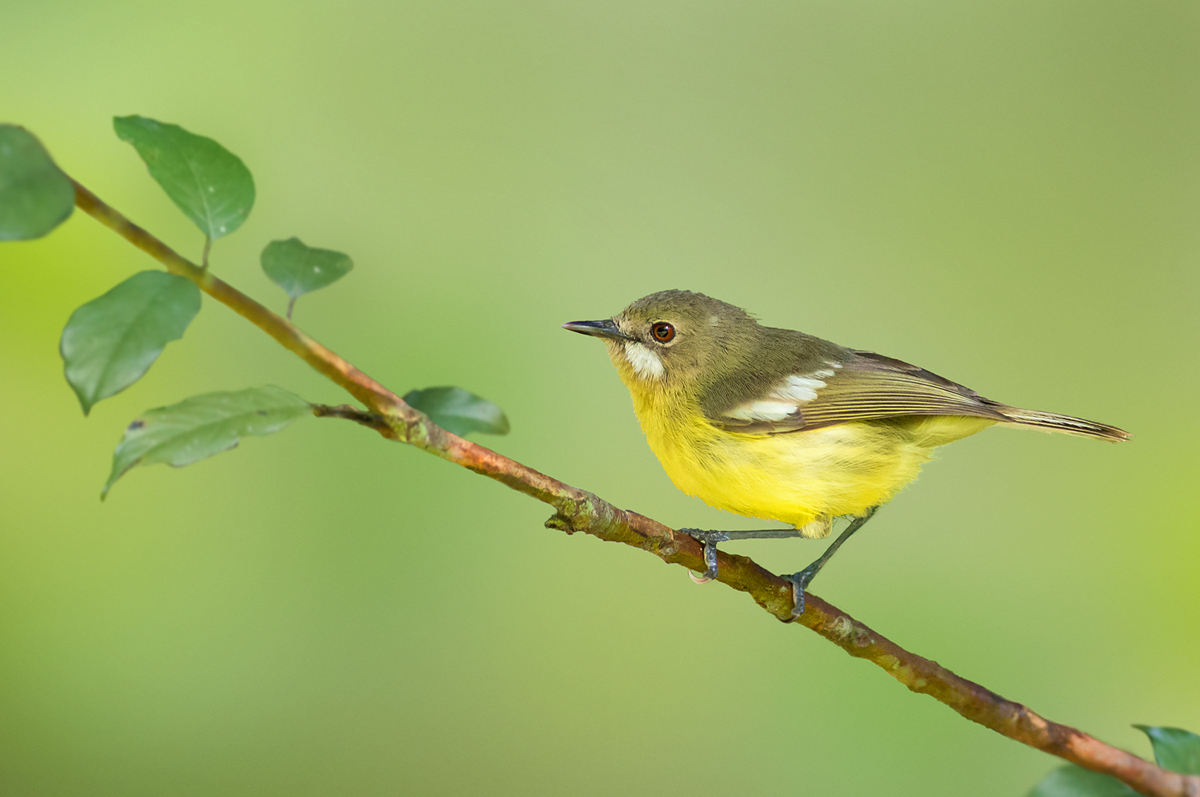 Fairy Gerygone