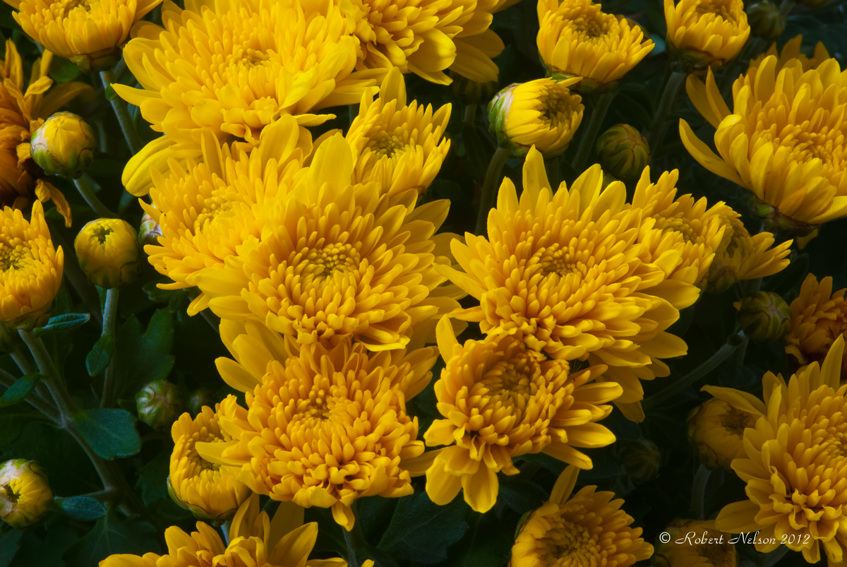 Chrysanthemum 3