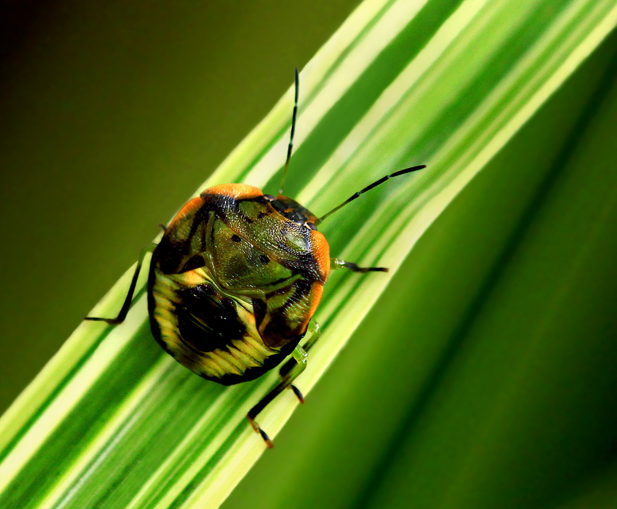 Green stink bug nymph