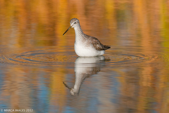 Greater Yellowlegs