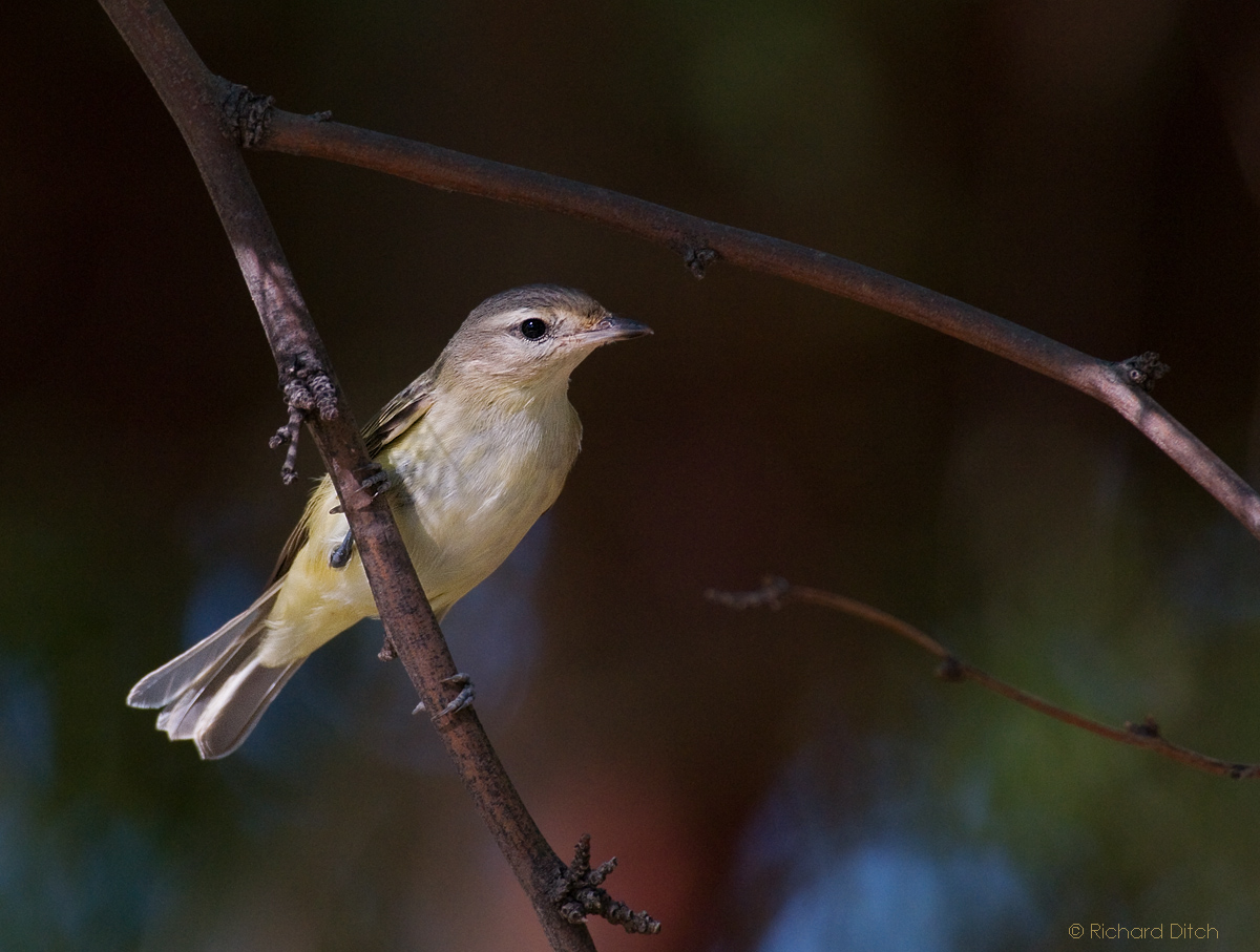 Warbling Vireo