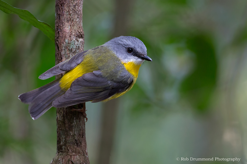Eastern Yellow Robin