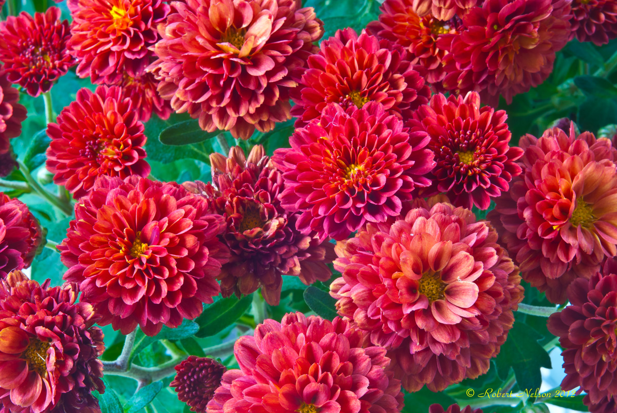 Fall mum