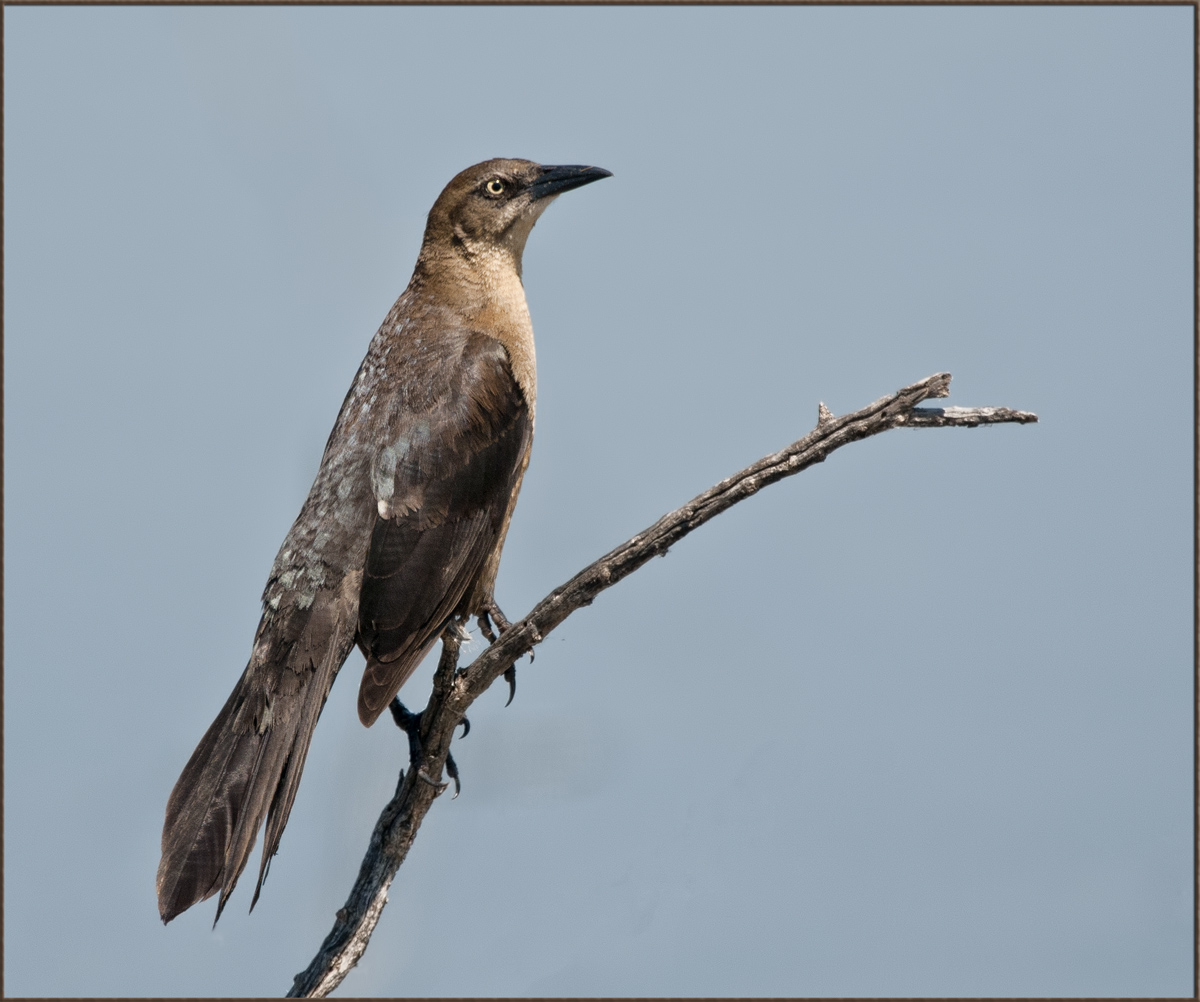 Grackle's mate