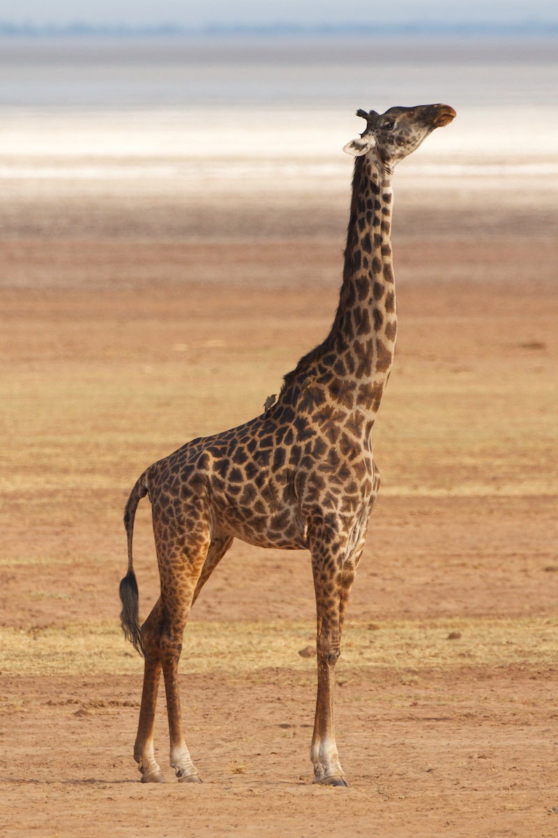 Neck Stretch