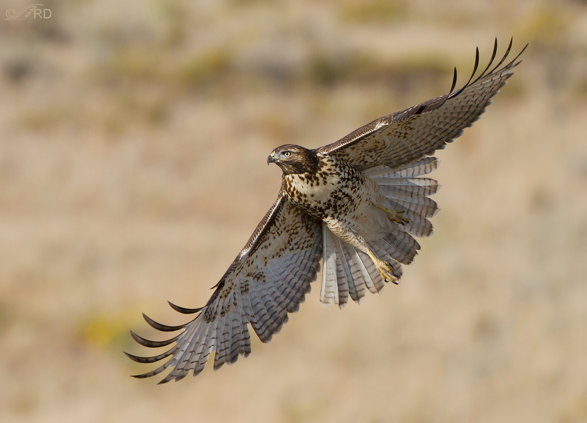 Red-tailed Hawk