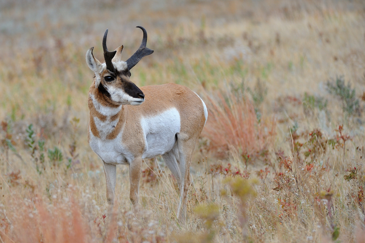 Pronghorn impressionism