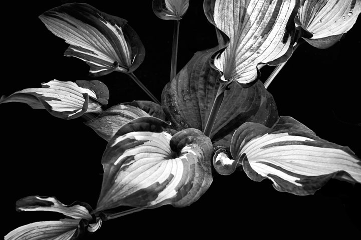 hosta 3