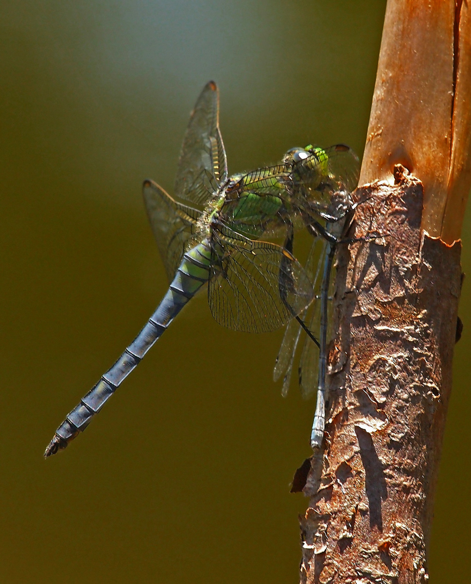 Dragonfly with prey