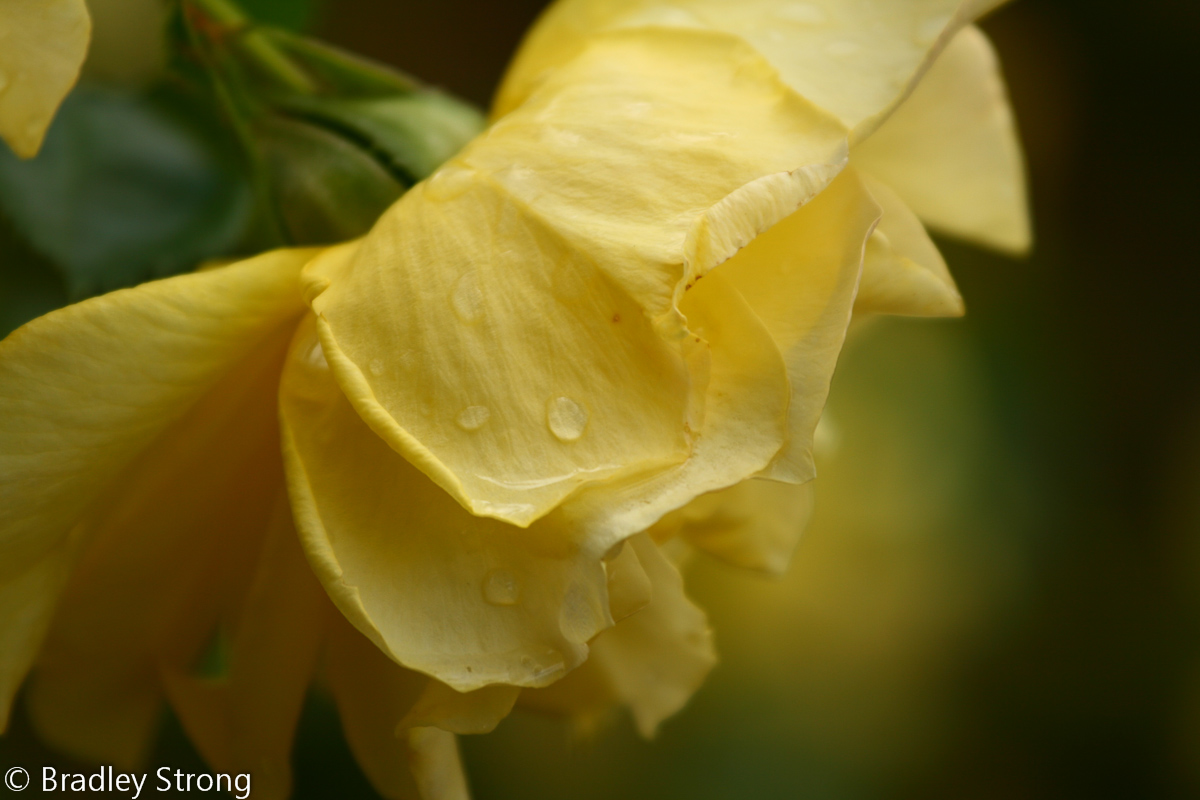 Yellow Rose