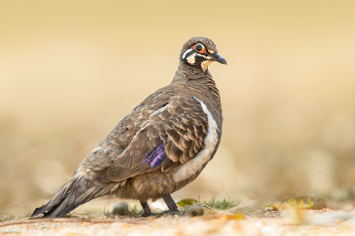 Squatter Pigeon