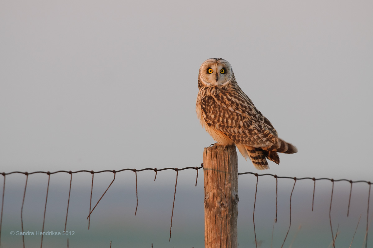   SEO in late evening light