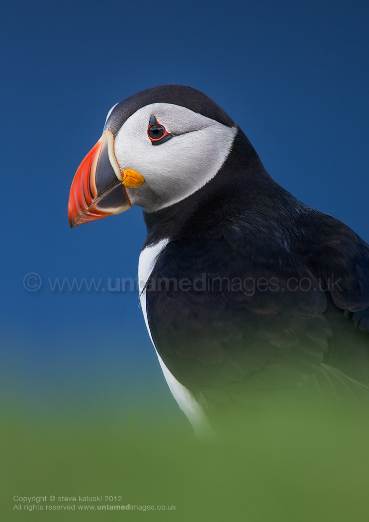 It's a Puffin
