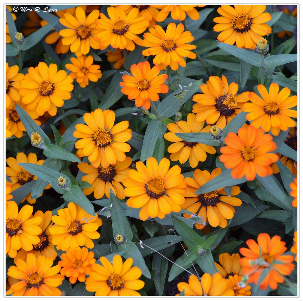 Flowerbed