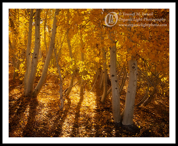 Glowing Grove