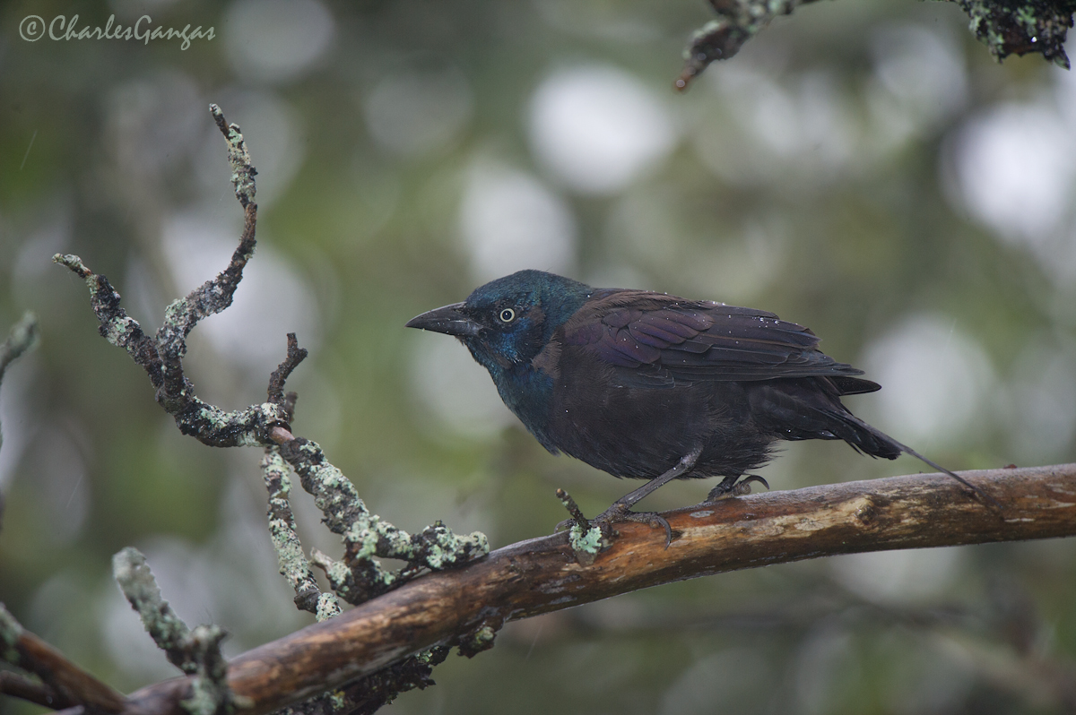 Common Grackle