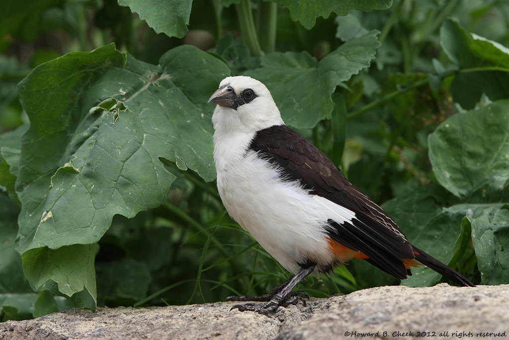Buffalo Weaver