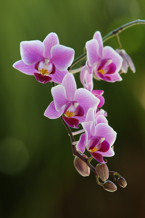 Weekend Orchids