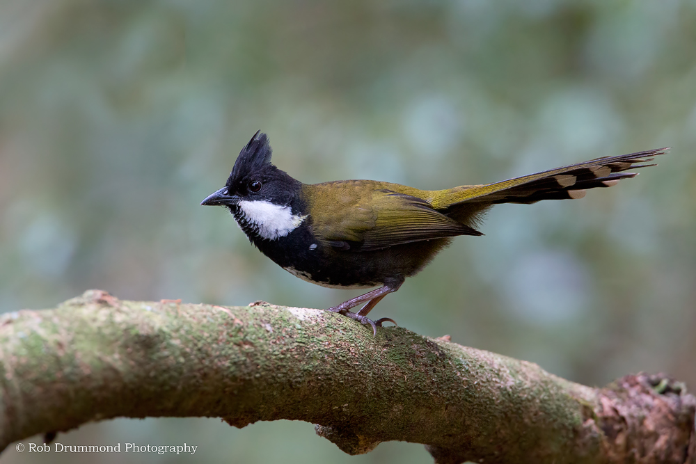 Eastern Whipbird