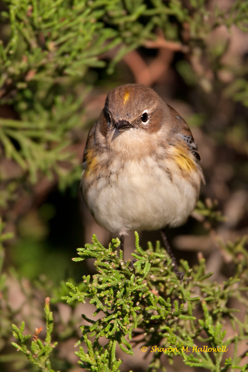 YR Warbler