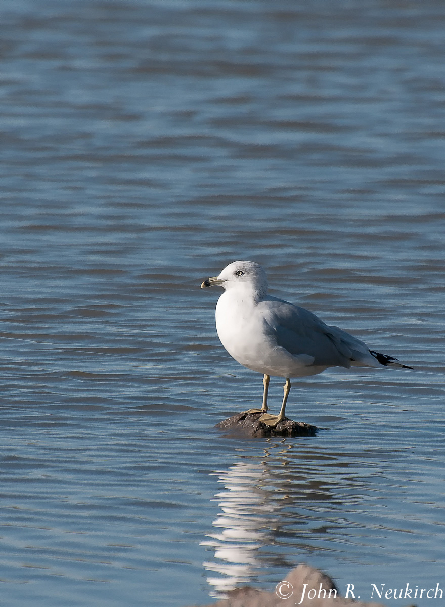 Ring-billed Gull