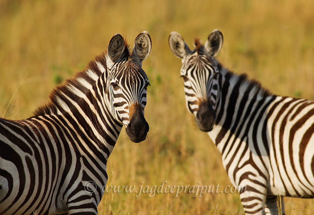 Zebras