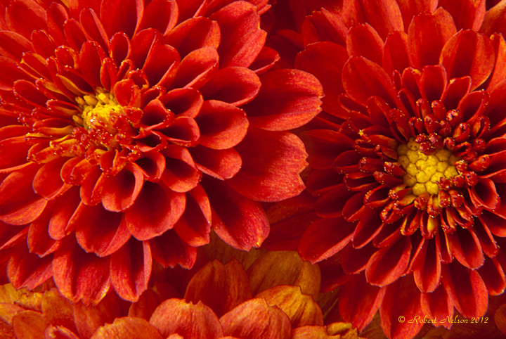 Mum 5