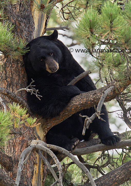 Black Bear