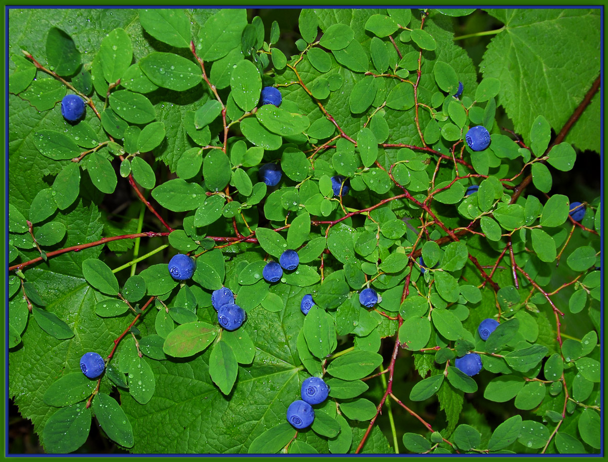 Huckleberries