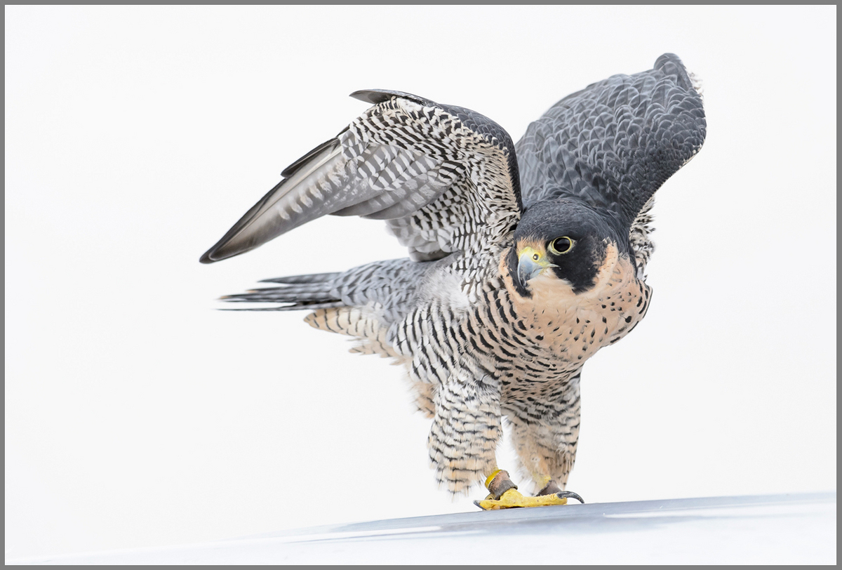 Peregrine Falcon