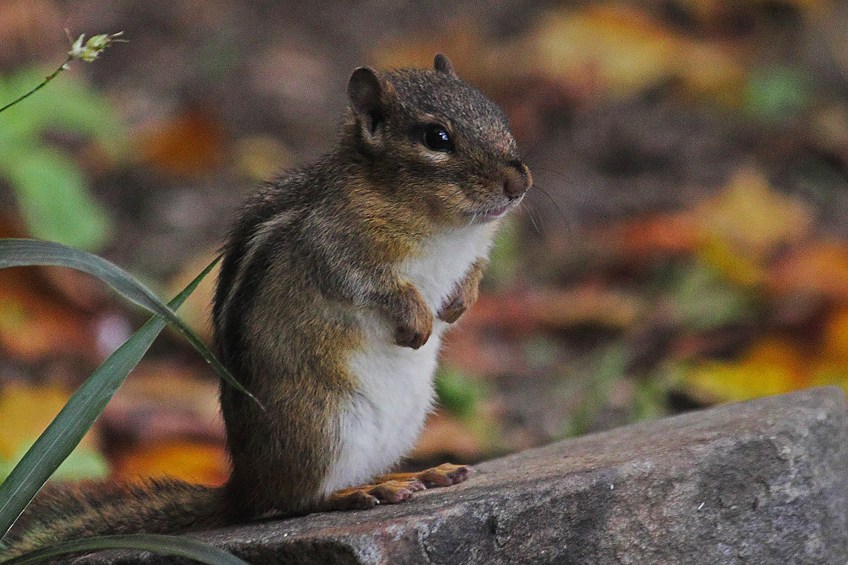 Eastern chipmunk