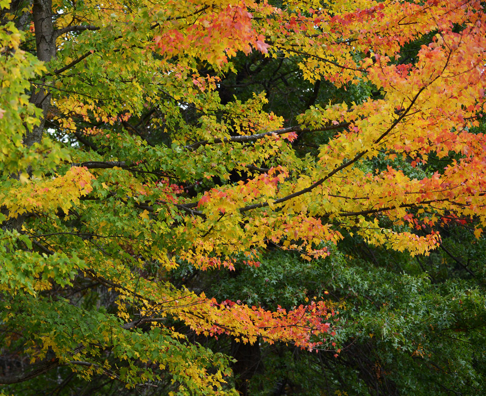 Autumn Colors