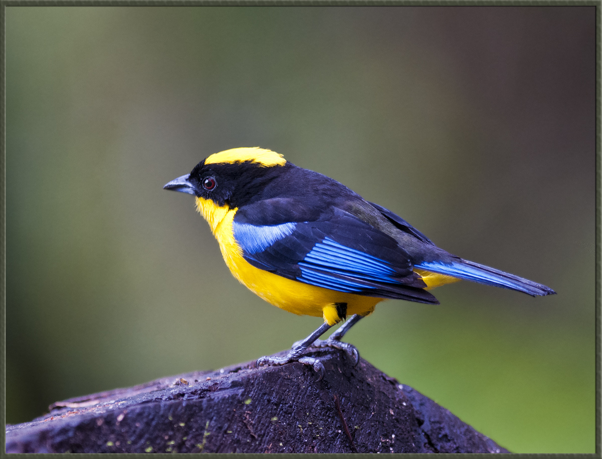 Mountain Tanager