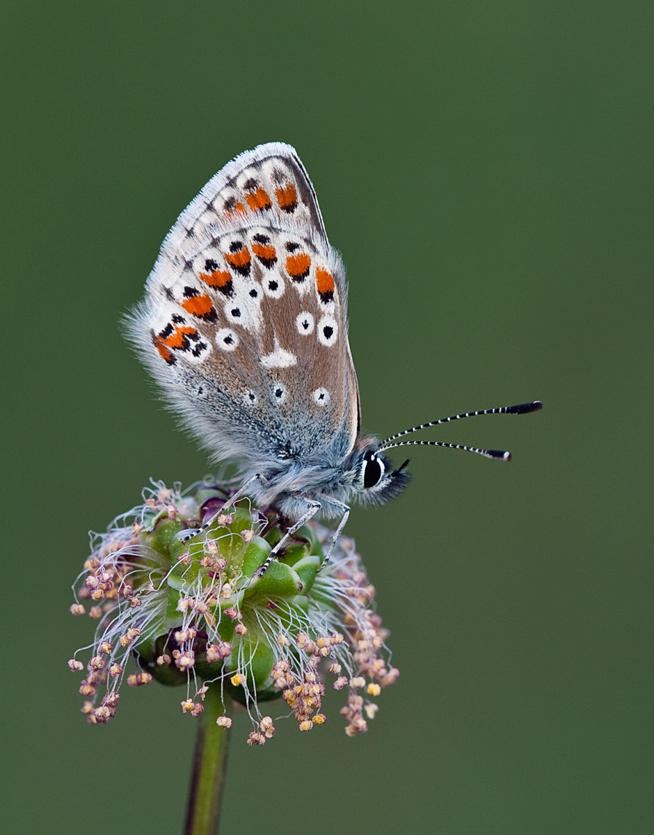 Brown Argus 5