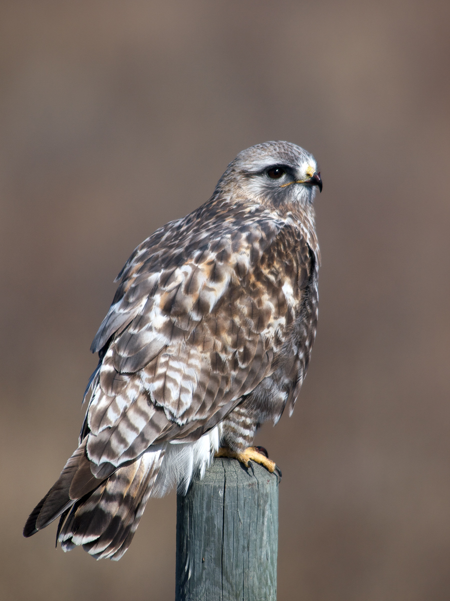 Rough-legged Hawk