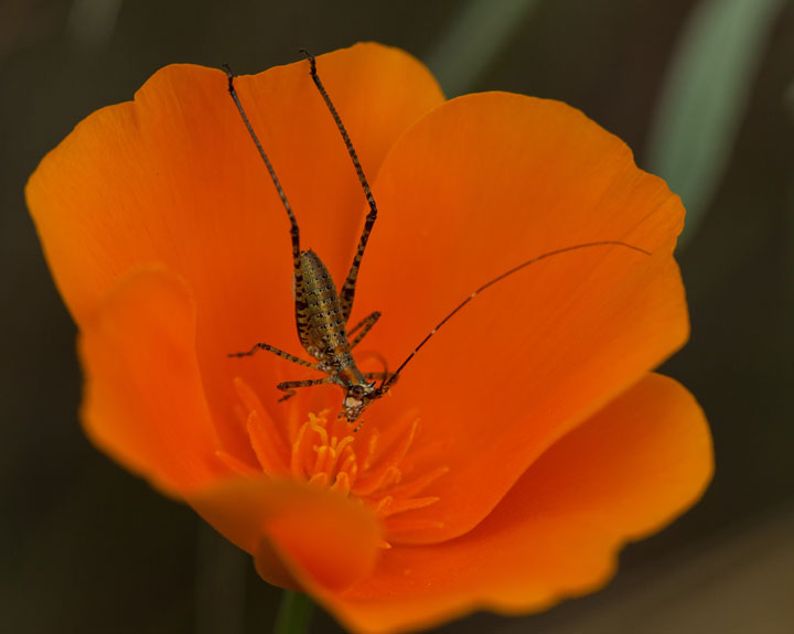 Tettigoniidae