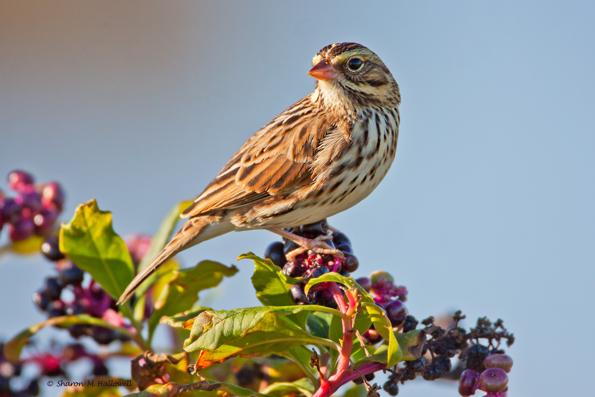 Savannah Sparrow