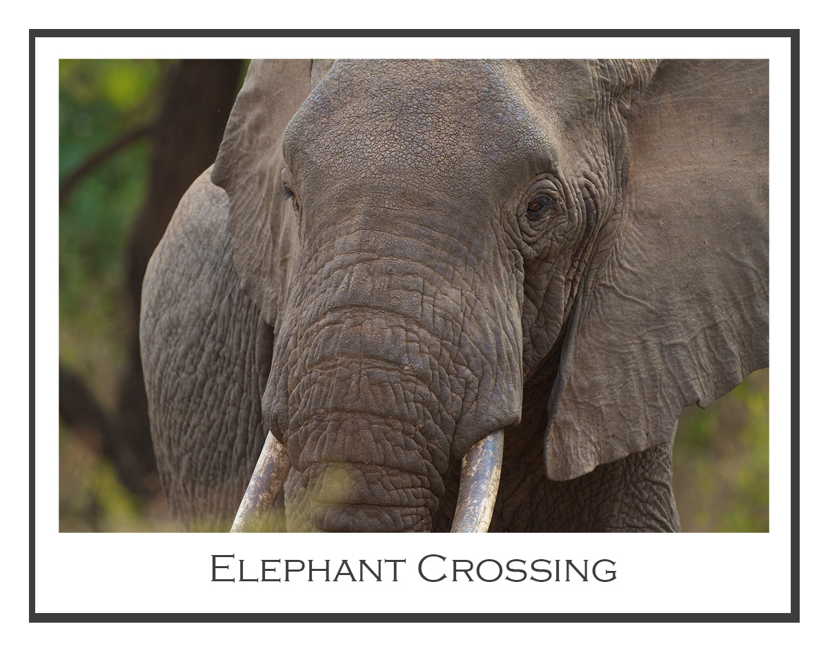 Elephant Crossing
