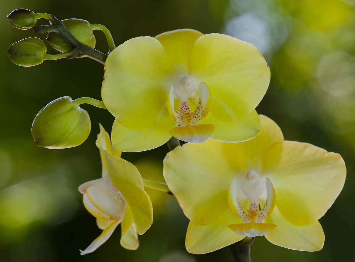 Orchids Amarelo