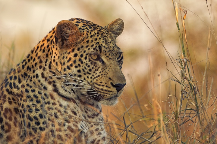 Motswari Leopard