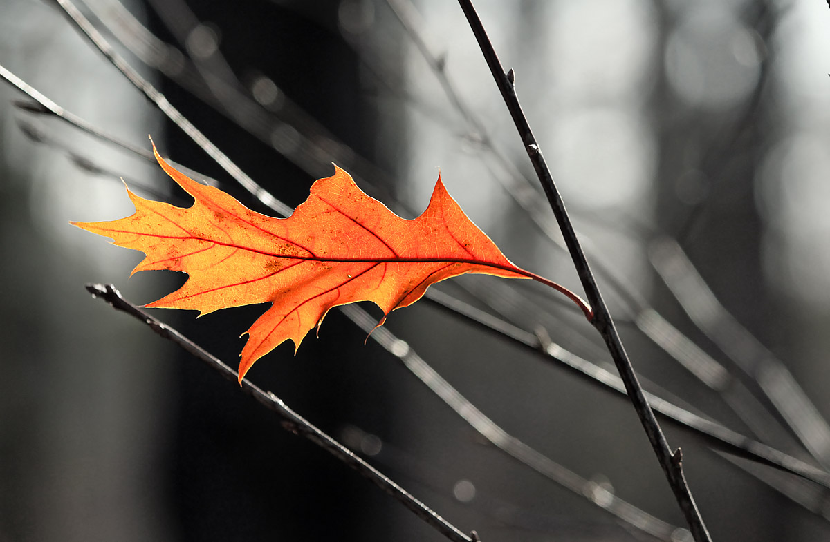 The last leaf