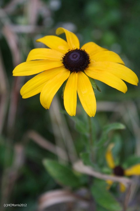 black eyed susan