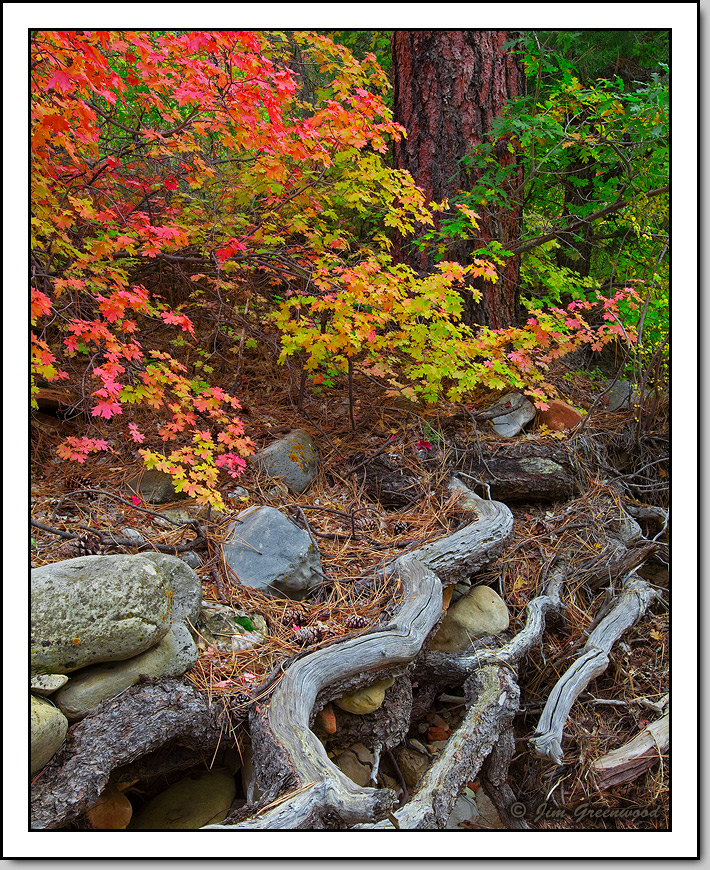 WC #556 - Summer/Autumn