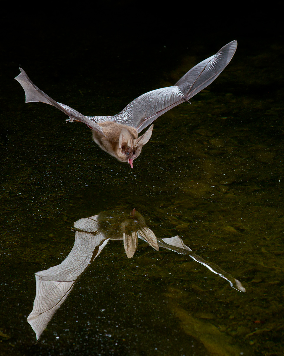 Pallid Bat