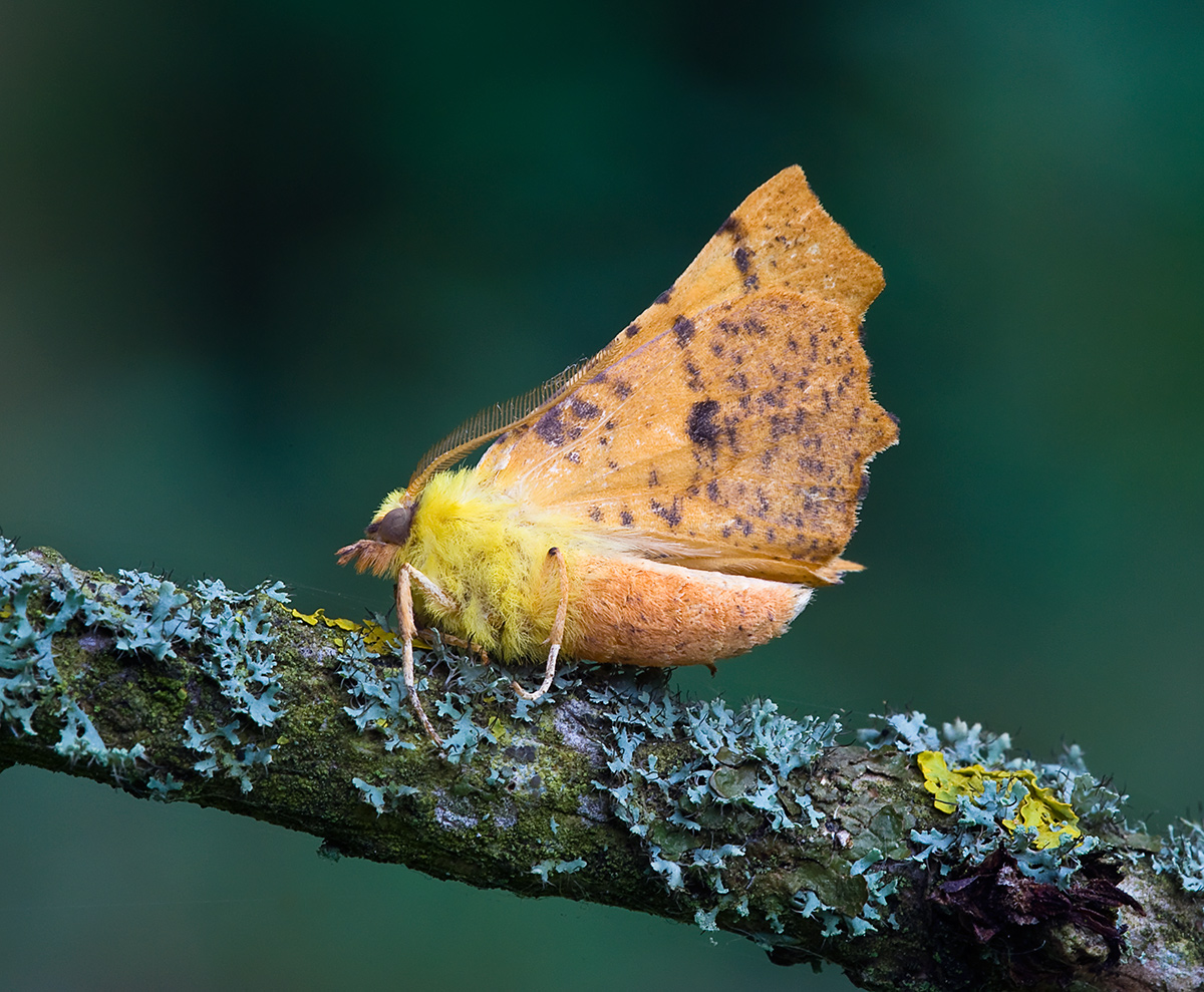 Canary-shouldered Thorn