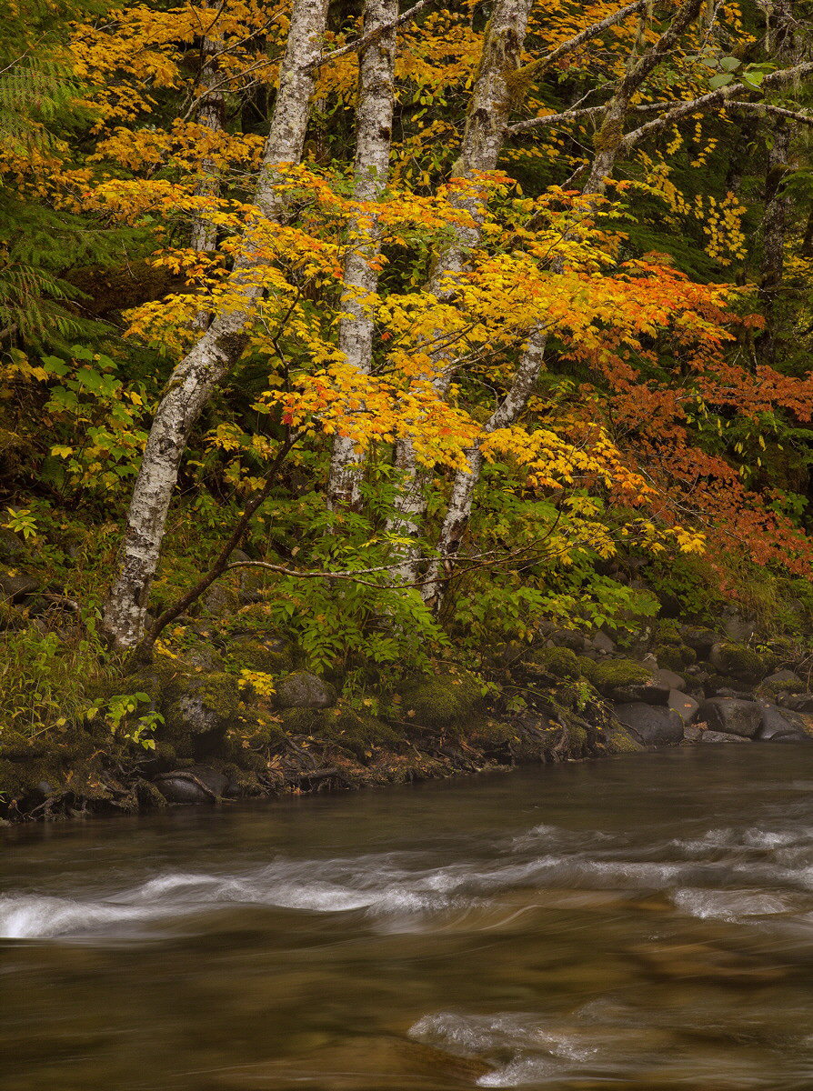 Salmon River