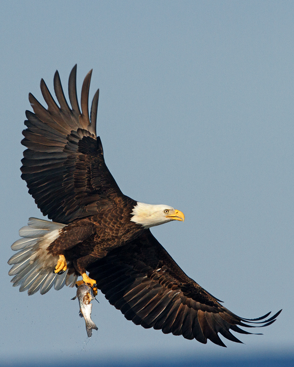 Eagle with Fish 2