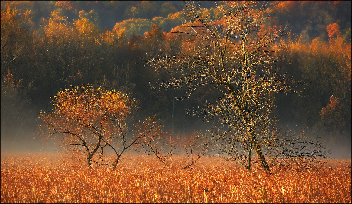 Morning in the Marsh +