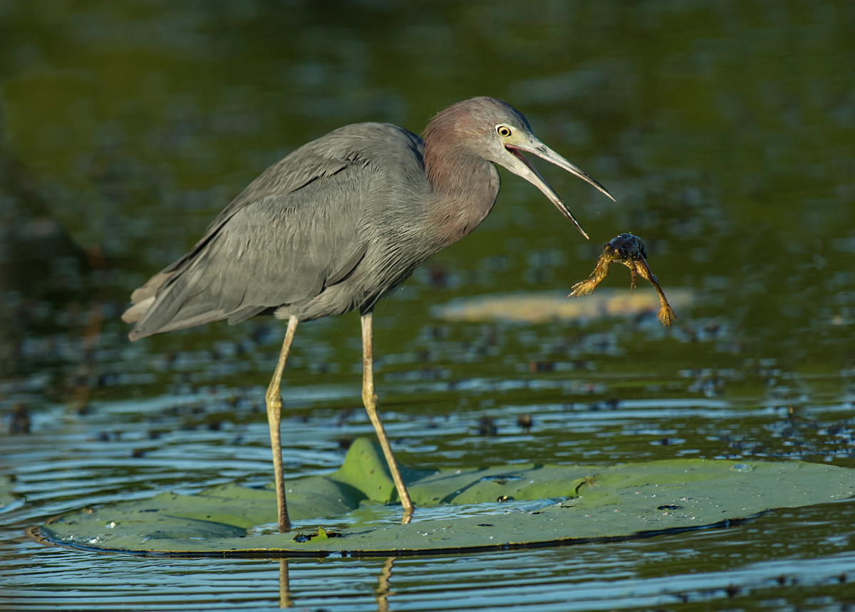 Little Blue Heron w Frog